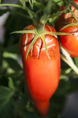 Tomate Andenhorn - Pflanze (BIO)