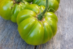 Tomate Aunt Rubys German Green - Pflanze (BIO)