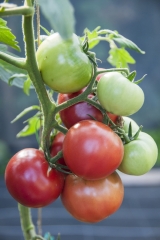 Tomate Berner Rose - Pflanze (BIO)