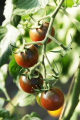 Tomate Black Cherry - Pflanze (BIO)