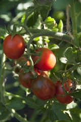 Tomate Black Plum - Pflanze (BIO)