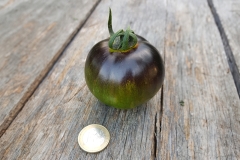 Tomate Blue and Green Zebra - Pflanze (BIO)