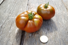Tomate Cherokee Purple - Pflanze (BIO)