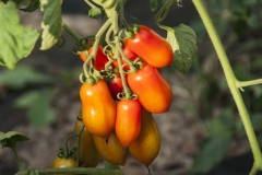 Tomate Datterino - Pflanze (BIO)