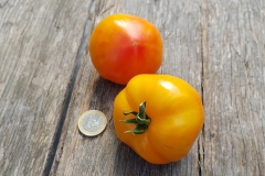 Tomate Georgia Streak - Pflanze (BIO)