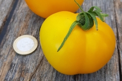 Tomate Goldene Knigin - Pflanze (BIO)