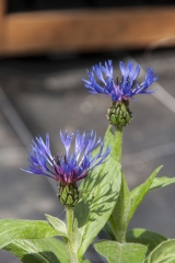 Centaurea montana - Berg-Flockenblume (BIO)