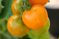 Tomate Ida Gold - Pflanze (BIO)