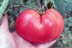 Tomate Ochsenherz - Pflanze (BIO)