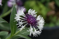 Centaurea montana Amethyst in Snow - Wei-Violette Flockenblume (BIO)