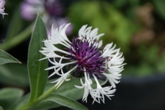 Centaurea montana Amethyst in Snow - Wei-Violette Flockenblume (BIO)