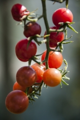 Tomate Rote Murmel - Pflanze (BIO)