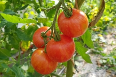 Tomate Tigerella - Pflanze (BIO)