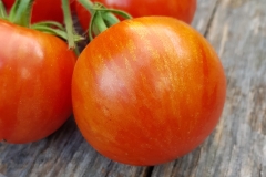 Tomate Tigerella - Pflanze (BIO)