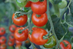Tomate Zuckertraube - Pflanze (BIO)
