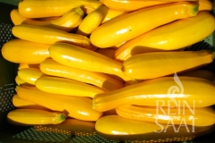 Zucchini Gold Rush - Pflanze (BIO)