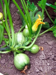 Zucchini Tondo chiaro di Nizza - Pflanze (BIO)