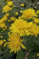 Chrysanthemum Indicum-Hybr. Gelbes Kthchen - Herbst-Chrysantheme (BIO)