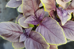 Ocimum basilicum Rosso - Rotblttriges Basilikum (BIO)