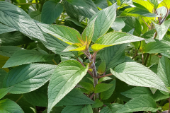 Salvia rutilans - Ananas-Salbei (BIO)