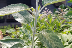 Salvia discolor - Peruanischer Salbei (BIO)