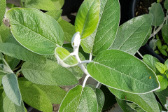 Salvia discolor - Peruanischer Salbei (BIO)