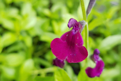 Salvia jamensis Nachtvlinder - Johannisbeer-Salbei (BIO)