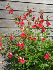 Salvia greggii Hot Lips - Pfirsichsalbei (BIO)