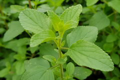 Salvia greggii Hot Lips - Pfirsichsalbei (BIO)
