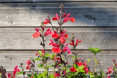 Salvia microphylla - Johannisbeer-Salbei (BIO)