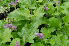 Salvia verticillata Purple Rain - Quirlbltiger Salbei