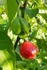 Chili Apocalypse - Pflanze (BIO), Schrfegrad 10 +++