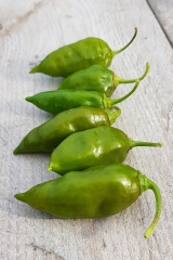 Chili Evergreen - Pflanze (BIO), Schrfegrad 8