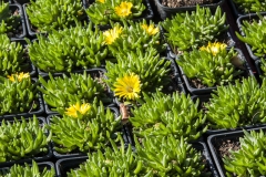 Delosperma congestum Golden Nugget - Mittagsblume (BIO)