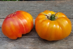 Tomate German Gold - Pflanze (BIO)