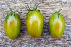 Tomate Lucky Tiger - Pflanze (BIO)