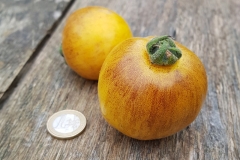 Tomate Pansy Ap - Pflanze (BIO)