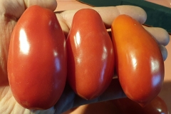 Tomate Moskovskij Delikates - Pflanze (BIO)