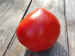 Tomate Venusbrust - Pflanze (BIO)