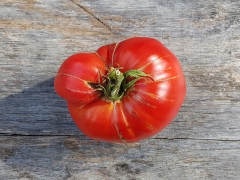 Tomate Venusbrust - Pflanze (BIO)