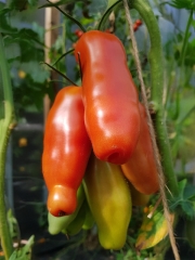 Tomate Willi-Tomate - Pflanze (BIO)