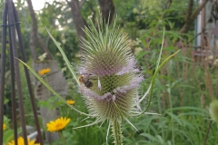 Dipsacus sylvestris / fullonum - Wilde Karde (BIO)