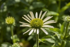 Echinacea purpurea White Swan - Weier Sonnenhut (BIO)