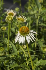 Echinacea purpurea White Swan - Weier Sonnenhut (BIO)