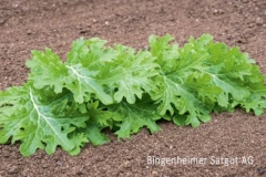 Asia-Salat Wasabino - Pflanze (BIO)