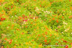 Tropaeolum minus - Niedrige Kapuzinerkresse (BIO)