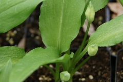 Allium ursinum - Bärlauch (BIO)