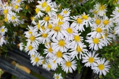 Aster dumosus Apollo - Kissen-Aster (BIO)