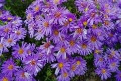 Aster dumosus Augenweide - Kissen-Aster (BIO)