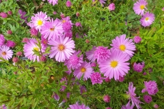 Aster dumosus Herbstgru vom Bresserhof - Kissen-Aster (BIO)